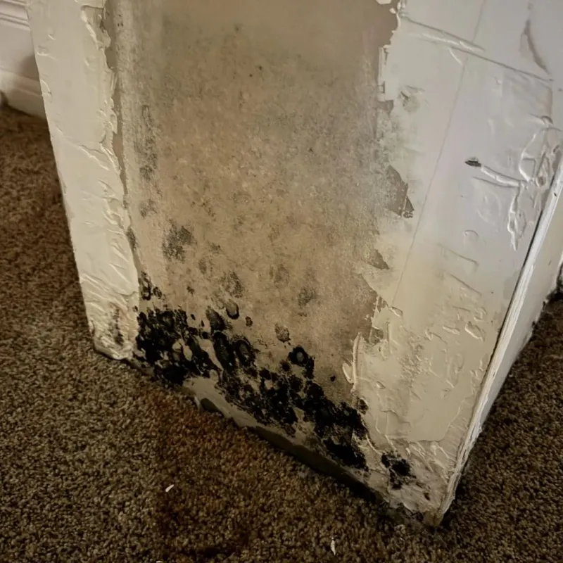 Professional Mold Removal in Jefferson County, WV